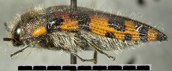 Media type: image;   Entomology 24428 Aspect: habitus lateral view